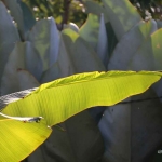 The Art of Daun Pisang The Art of Daun Pisang