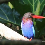 Indonesian Kingfisher Indonesian Kingfisher