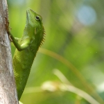 Groene hagedis Groene hagedis
