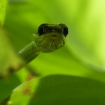 Groene boom slang Bali Groene boom slang Bali