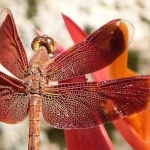 libelle libelle