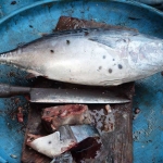 Fish on the market Fish on the market