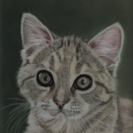 Kitten Bibi Kitten Bibi