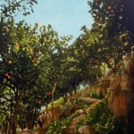 secret orange grove in China 2 secret orange grove in China 2