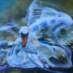 Swan Swan