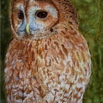 Tawny uil Tawny uil