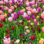 Tulpen Tulpen