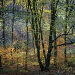 Herft in het Zwarte Woud Herft in het Zwarte Woud