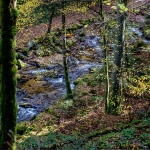 Herfst in het Zwarte Woud Herfst in het Zwarte Woud