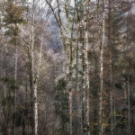 Sprookjesachtig herfstbos Sprookjesachtig herfstbos