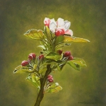 Appelbloesem (2) Appelbloesem (2)