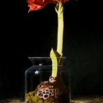 Amaryllis in glazen pot