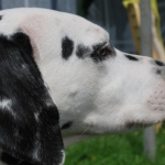 Portret van een Dalmatiër Portret van een Dalmatiër