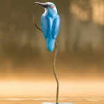 Ijsvogel Ijsvogel