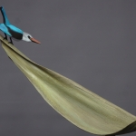 Woodland kingfisher Woodland kingfisher