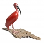 Rode Ibis