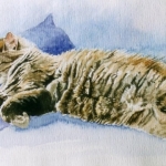 slapende kat slapende kat