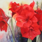 amaryllis amaryllis