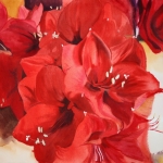 Amaryllis Amaryllis