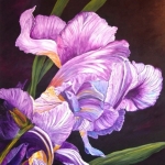 Iris in purple/white Iris in purple/white