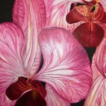 Orchidee Orchidee