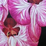 Orchidee Orchidee