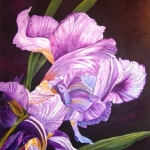 Iris Iris