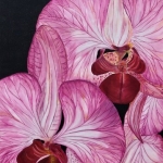 Orchid Orchid