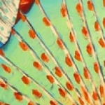 fancy fish 2 fancy fish 2