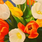 tulpen 13 tulpen 13
