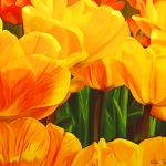 Tulpen Tulpen