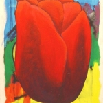 rode tulp rode tulp
