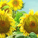 Sunflower 10 Sunflower 10