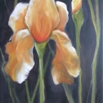 Iris Iris