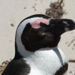 Pinguïn Pinguïn
