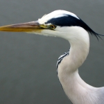 Blauwe reiger Blauwe reiger