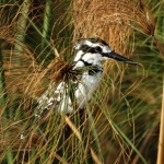 IJsvogel IJsvogel