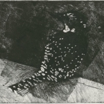 Nachtvogel Nachtvogel