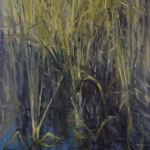 Riet Appelscha Riet Appelscha