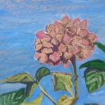Hortensia Hortensia