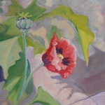 Papaver Papaver