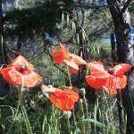 Makovi Makovi