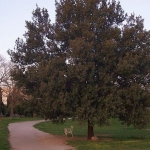 Zvončac Zvončac
