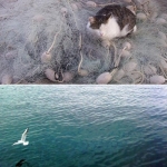 Dalmacija Dalmacija