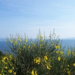 Pogled kroz brnistru Pogled kroz brnistru