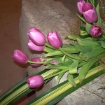 Tulipani, Praznik cvijeća, Dioklecijanovi podrumi Tulipani, Praznik cvijeća, Dioklecijanovi podrumi