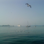 Moj galebe I. Moj galebe I.