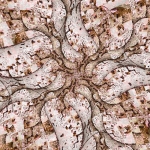 Prunus Prunus