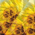 Zonnebloemen Zonnebloemen