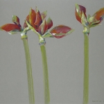 Amaryllis 3 Amaryllis 3